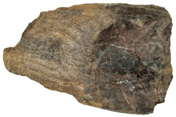 Fossil Dinosaur (Triceratops) Shed Tooth - Montana #324168